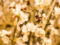 A bee on a flower,spring,SunnyApril day