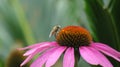 Bee on flower