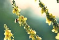 Bee on flower, summer  mornig shot Royalty Free Stock Photo