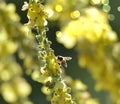 Bee on flower, summer mornig shot Royalty Free Stock Photo