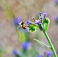 Bee on flower, summer  mornig shot Royalty Free Stock Photo