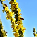 Bee on flower, summer mornig shot Royalty Free Stock Photo