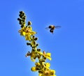 Bee on flower, summer  mornig shot Royalty Free Stock Photo