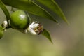 Bee on the flower of a tangerine tree