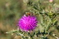 Bee on a flower of a thistle,on a purple flower of a thistle sits a bee Royalty Free Stock Photo