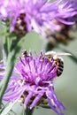 Bee on a flower. Two European honey bee Apis mellifera pollenation on violet flowers in Switzerland.