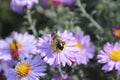 Bee and flower in the village garden Royalty Free Stock Photo