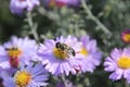 Bee on a flower in the village garden Royalty Free Stock Photo