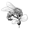 Bee on a flower on white background. vector monochrome illustration Royalty Free Stock Photo