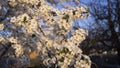 Bee on a flower of the white cherry blossoms. flowering tree, bee