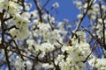 Bee on a flower of the white cherry blossoms. Royalty Free Stock Photo