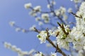Bee on a flower of the white cherry blossoms. Royalty Free Stock Photo