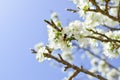 Bee on a flower of the white cherry blossoms. Royalty Free Stock Photo