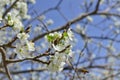 Bee on a flower of the white cherry blossoms. Royalty Free Stock Photo
