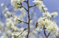 Bee on a flower of the white cherry blossoms. Royalty Free Stock Photo