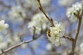 Bee on a flower of the white cherry blossoms. Royalty Free Stock Photo