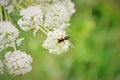 Bee and flower