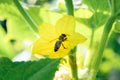 bee on the flower of a young cucumber in the spring in the garden Royalty Free Stock Photo