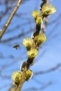 A bee on a flowering catkin goat willow in spring in the Salzkammergut Upper Austria, Austria Royalty Free Stock Photo