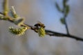 Bee on a flowering catkin on a willow, gathering nectar Royalty Free Stock Photo