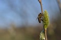 Bee on a flowering catkin on a willow, gathering nectar Royalty Free Stock Photo