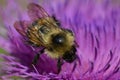 Bee on a flowering thistle Royalty Free Stock Photo