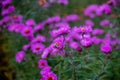 Bee on flowers