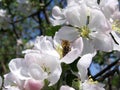 Bee on flowers of apple-tree