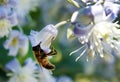 Bee on the flowers of Clematis vitalba