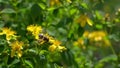 A bee on flowers Saint-John`s-wort. Saint-John`s-wort with bee. Slow motion.