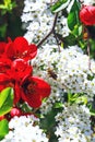 Bee on flowers of spiraea cinerea, near red bells flowers. Royalty Free Stock Photo