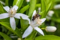 Bee on a flowers of a tangerine tree Royalty Free Stock Photo