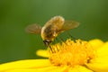 Bee-Fly Royalty Free Stock Photo