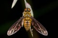 Bee fly Royalty Free Stock Photo