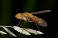 Bee fly Royalty Free Stock Photo