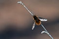 Bee-fly Royalty Free Stock Photo