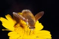 Bee-fly Royalty Free Stock Photo