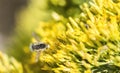 Bee Fly (anastoechus) Sipping Nectar