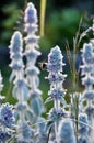 Flowers of Stachys byzantina in the garden Royalty Free Stock Photo