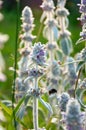 flowers of Stachys byzantina with bee Royalty Free Stock Photo
