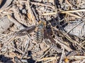 Bee Fly - Bombyliidae