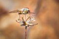 Bee fly Bombyliidae resting on a flower, Madagascar Royalty Free Stock Photo