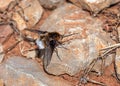 Bee-fly - Bombylius cruciatus, Algarve, Portugal