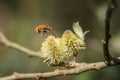 Bee-fly, Bombylius,feeding from catkin. Spring, UK.