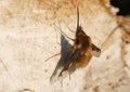 A Bee-fly Bombylius major