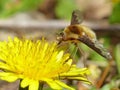 Bee Fly on a Dandelion Royalty Free Stock Photo