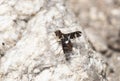 A Bee Fly Exoprosopa caliptera Perched on a Rock in Colorado Royalty Free Stock Photo