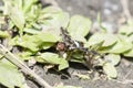 A Bee Fly Exoprosopa caliptera Perched on a Rock in Colorado Royalty Free Stock Photo