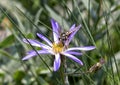 Bee Fly feeding on a Cascade Aster in Mount Rainier National Park Royalty Free Stock Photo