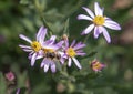 Bee Fly feeding on a flower in Seattle, Washington Royalty Free Stock Photo